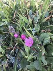 Sidalcea malviflora malviflora