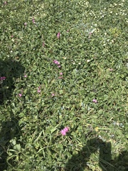 Sidalcea malviflora malviflora