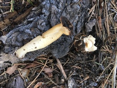 Verpa bohemica