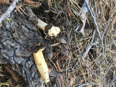 Verpa bohemica