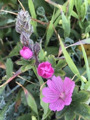 Sidalcea malviflora malviflora