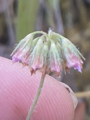 Trifolium bifidum decipiens