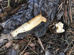 Verpa bohemica