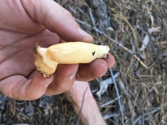 Verpa bohemica