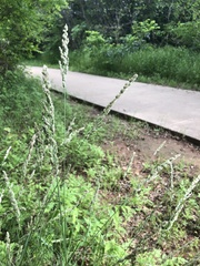 Poa arachnifera