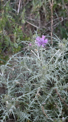 Galactites tomentosus