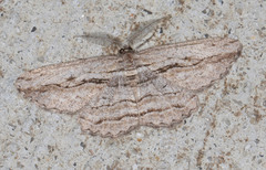 Scioglyptis loxographa