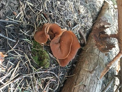 Gyromitra perlata