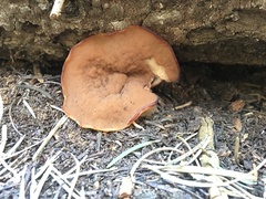 Gyromitra perlata