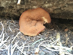 Gyromitra perlata