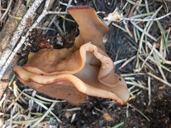 Gyromitra perlata