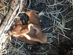 Gyromitra perlata