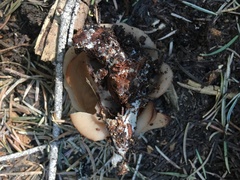 Gyromitra perlata