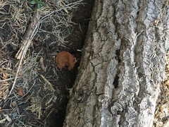 Gyromitra perlata