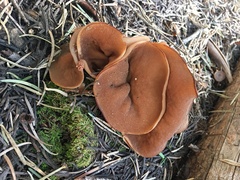 Gyromitra perlata