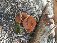 Gyromitra perlata