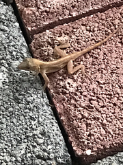 Anolis