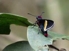 Mysoria barcastus