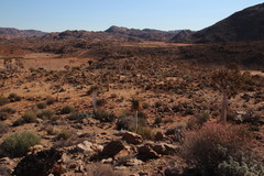 Dyerophytum africanum