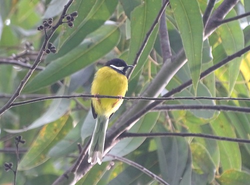 Black-throated Apalis