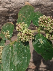 Euphorbia hirta