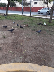 Columba livia