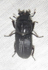 Nigidius delegorguei