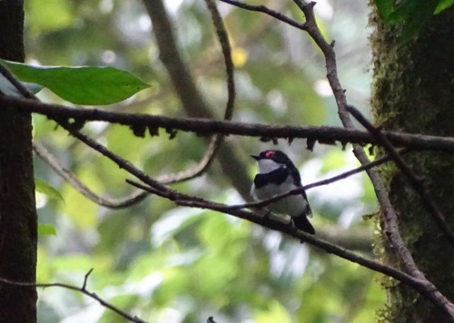Banded Wattle-eye