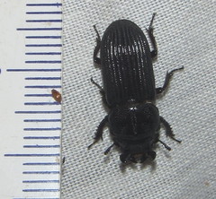 Nigidius delegorguei