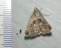 Acantholipes trimeni