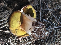 Boletus rex-veris