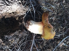 Boletus rex-veris