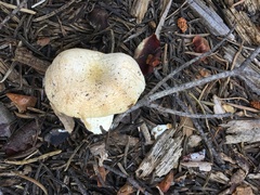 Pholiota nubigena