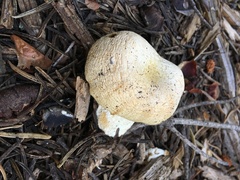 Pholiota nubigena