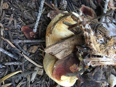 Pholiota nubigena