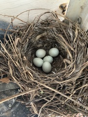 Haemorhous mexicanus