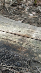 Camponotus vagus