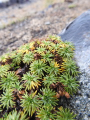 Azorella trifurcata