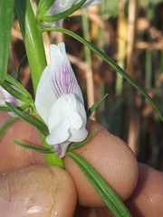 Misopates calycinum