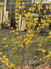 Forsythia