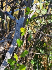 Commiphora angolensis
