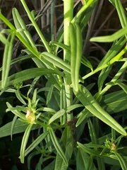 Misopates calycinum