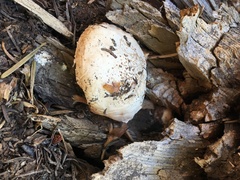 Spongiporus leucospongia