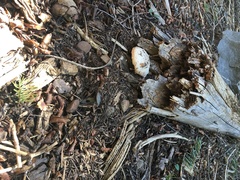 Spongiporus leucospongia