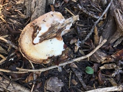 Spongiporus leucospongia