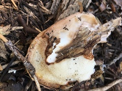 Spongiporus leucospongia