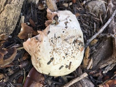 Spongiporus leucospongia