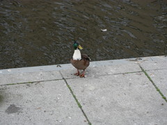 Anas platyrhynchos domesticus