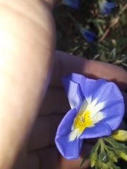 Convolvulus tricolor
