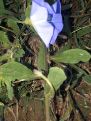 Convolvulus tricolor